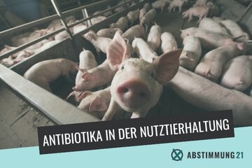 Picture of the HomeParliament " Stimmen Sie für die Maßnahmen zur Reduzierung des Einsatzes von Antibiotika in der industriellen Tierhaltung? ".